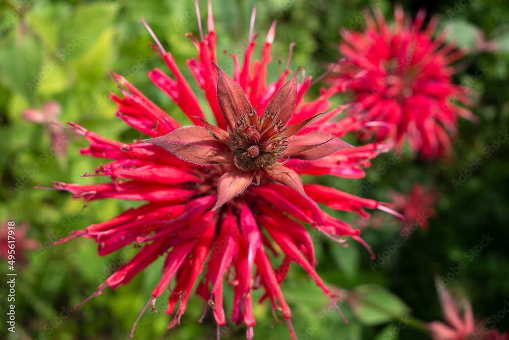 Goldmelisse / Indianernessel / MonardeMonarda didyma Goldmelisse / Indianernessel / MonardeMonarda didyma