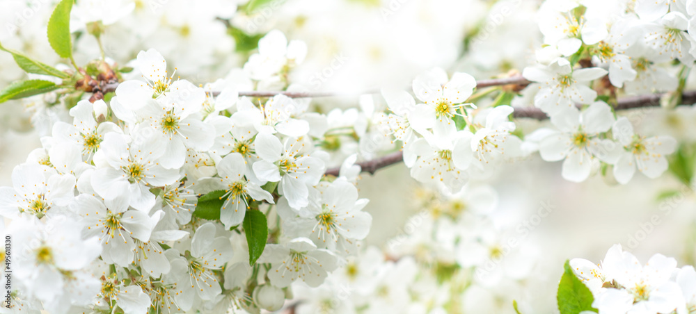 Beautiful branches of blossoming cherries. Beautiful abstract spring background. Banner. Copy space Beautiful branches of blossoming cherries. Beautiful abstract spring background. Banner. Copy space