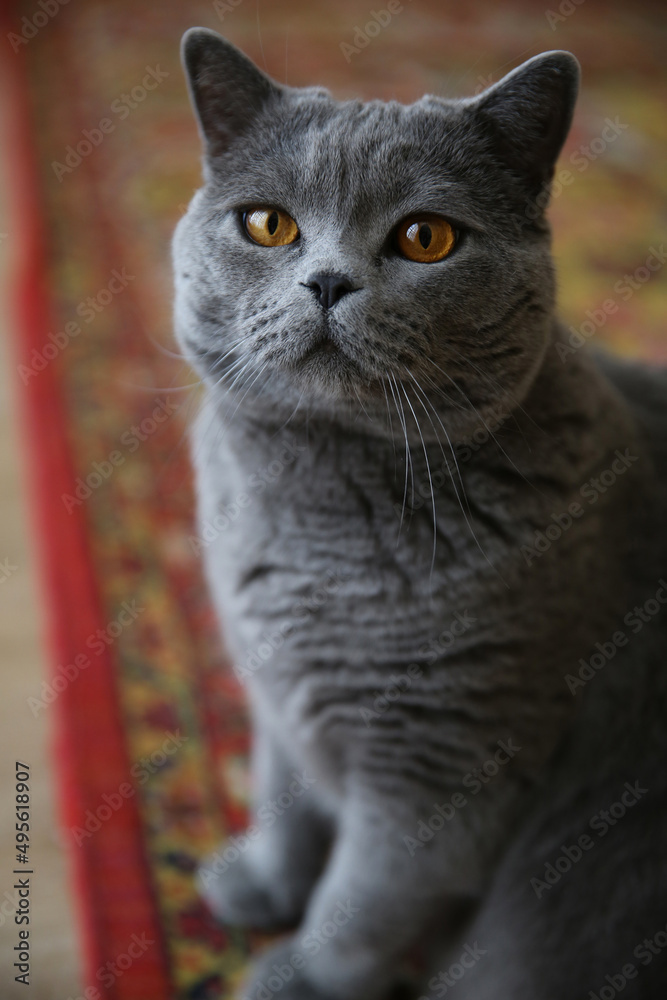 Grey Scottish cat is sitting on the carpet in the room