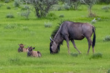 Namibia, gnu with babies 