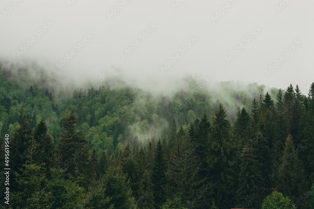 Ukrainian Carpathian Mountains in foggy cloudy weather. Clouds over the pine hills.