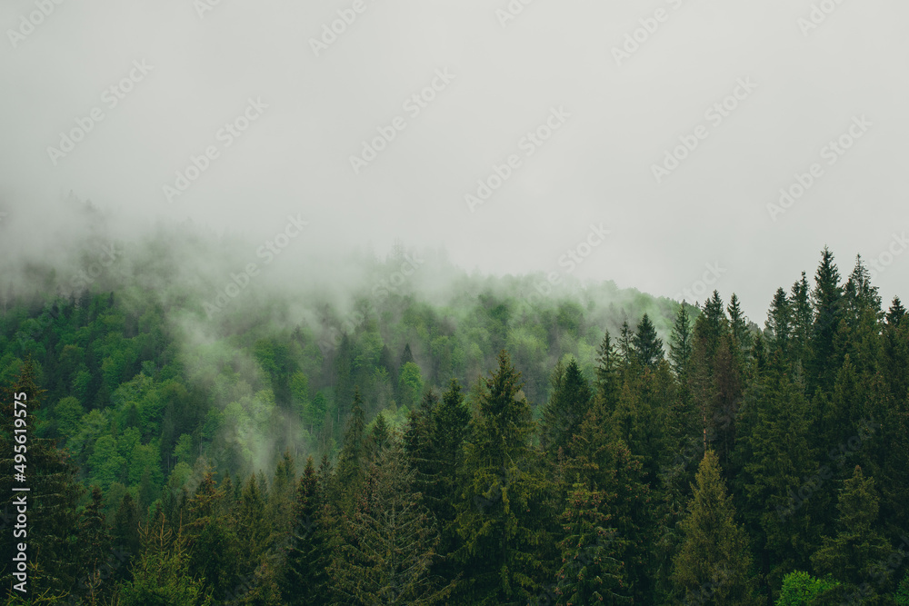 Ukrainian Carpathian Mountains in foggy cloudy weather. Clouds over the pine hills.