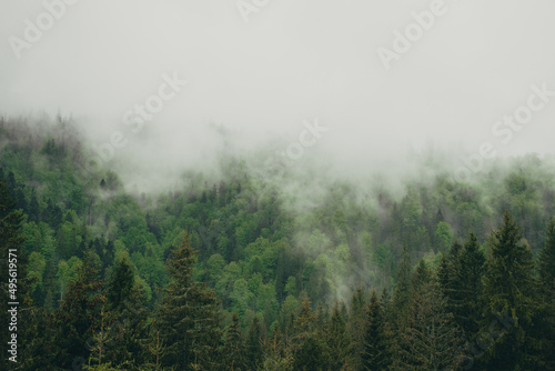 Fototapeta Naklejka Na Ścianę i Meble -  Ukrainian Carpathian Mountains in foggy cloudy weather. Clouds over the pine hills.