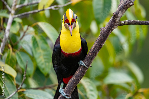 Fényképezés Selective focus shot of toucan bird with open beak standing on tree branch in Co