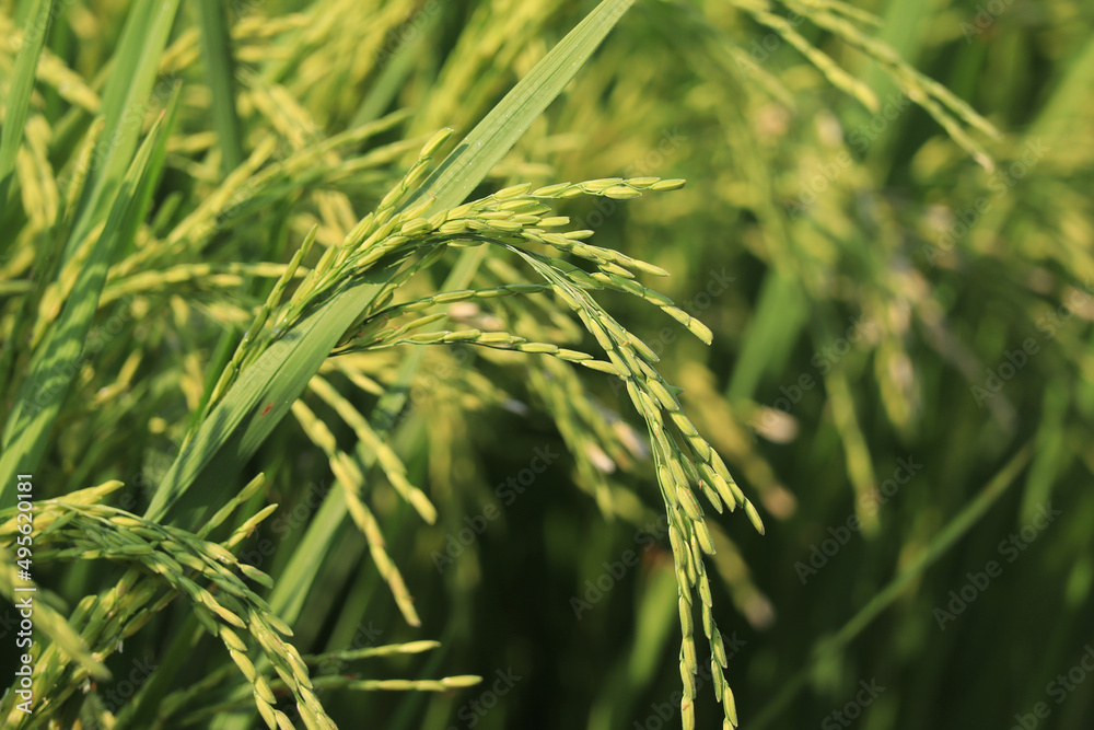 Close up of ears of rice plants growing in green rice fields. Close up of ears of rice plants growing in green rice fields.