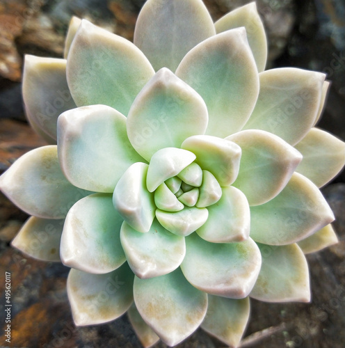 Close-up of succulent with geometric pattern 