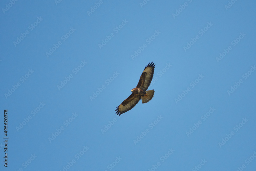 Mäusebussard im Flug in der Oberlausitz Mäusebussard im Flug in der Oberlausitz