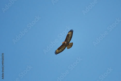 Mäusebussard im Flug in der Oberlausitz