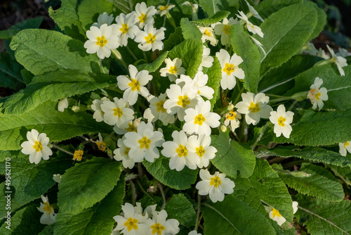 Fleurs Primevères jaunes