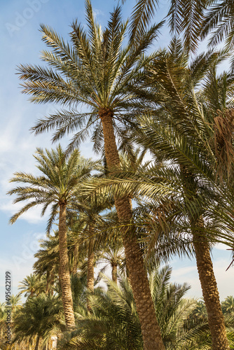 Palm trees near Saqqara necropolis. Cairo, Egypt