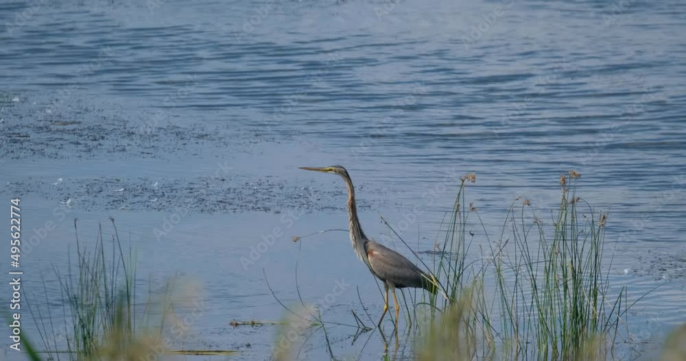 Purple heron or Ardea purpurea bird in the pond