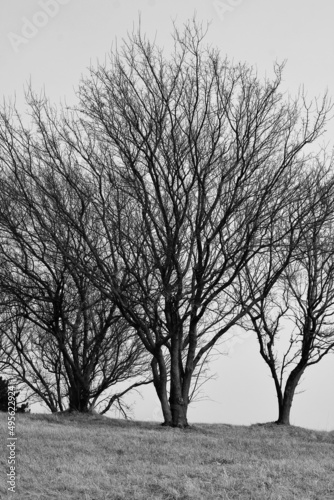 tree in winter