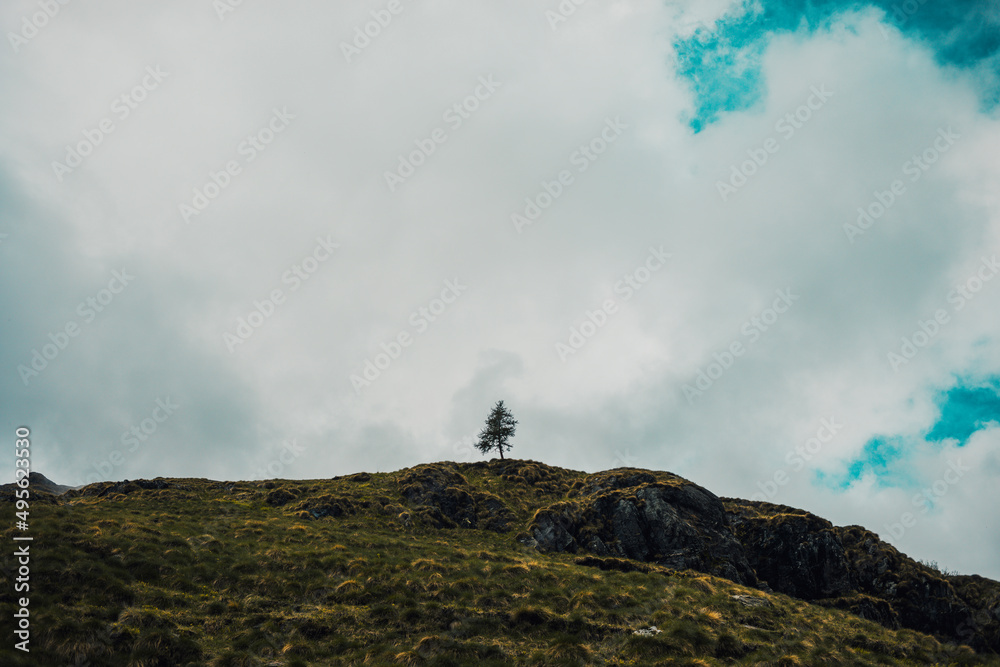 lone tree on the top of the mountain