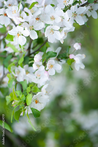 Branches of blossoming apple tree macro with soft focus against the background of gentle greenery.  Beautiful floral image of spring nature.