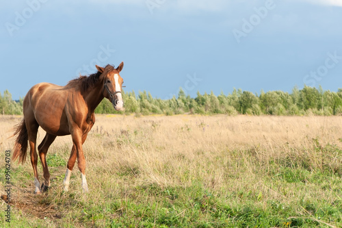 Beautiful, young red horse goes in the field, looks at the camera, space for text