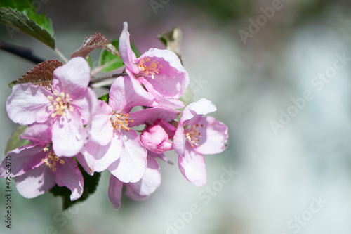 Branches of blossoming pink apple tree macro with soft focus against the background of gentle greenery.  Beautiful floral image of spring nature. Space for text