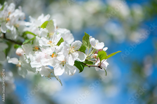 Branches of blossoming apple tree macro with soft focus on gentle light blue sky. Beautiful floral image of spring nature.