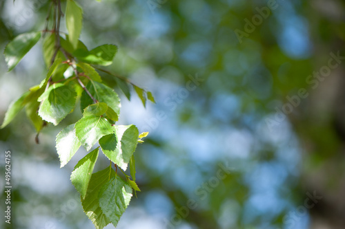 Young birch branches in the sunlight . Spring green background. Juicy greens