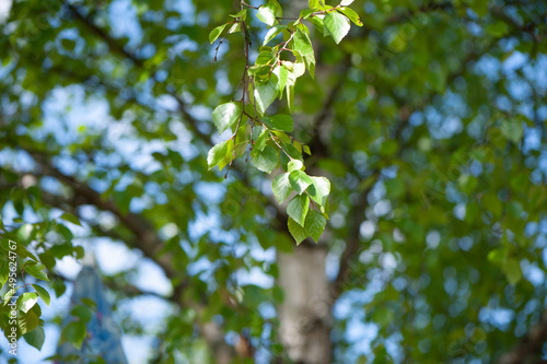 Young birch branches in the sunlight . Spring green background. Juicy greens
