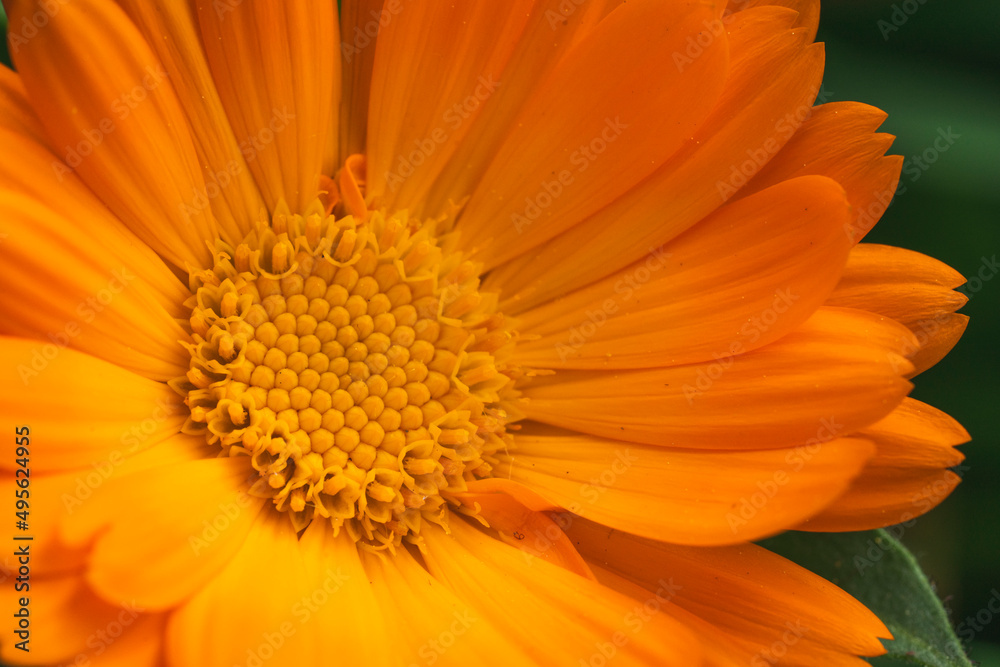 orange african daisy with yellow and orange background Selective Shoot. orange african daisy with yellow and orange background Selective Shoot.