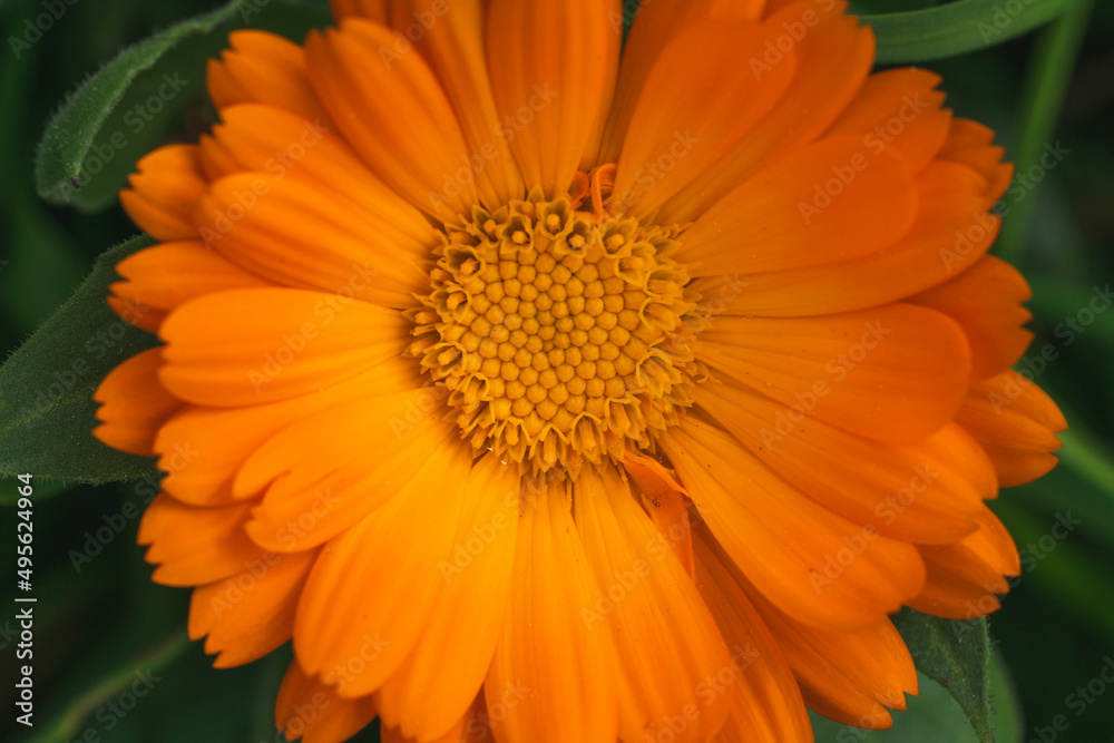 orange african daisy with yellow and orange background Selective Shoot. orange african daisy with yellow and orange background Selective Shoot.