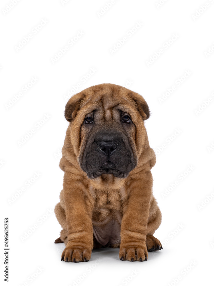 Adorable Shar-pei dog pup, sitting up facing front. Looking towards camera with cute droopy eyes. isolated on a white background.