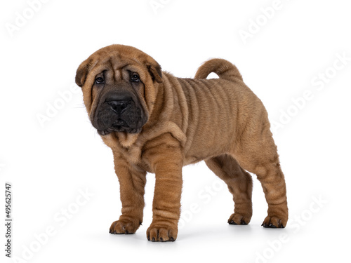 Adorable Shar-pei dog pup, standing side ways. Looking towards camera with cute droopy eyes. isolated on a white background.