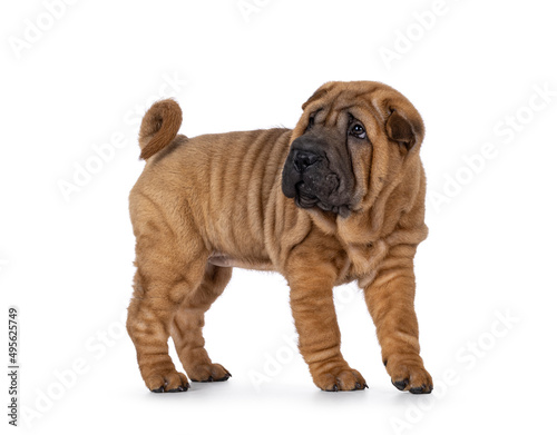 Adorable Shar-pei dog pup  standing side ways. Looking away from camera with cute droopy eyes. isolated on a white background.