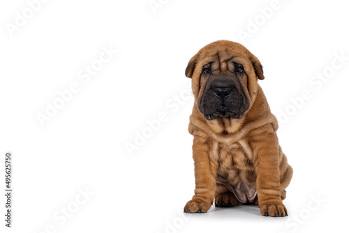 Adorable Shar-pei dog pup, sitting up facing front. Looking towards camera with cute droopy eyes. isolated on a white background. photo