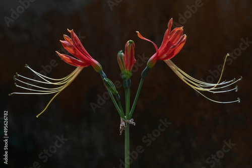 Closeup view of beautiful orange tropical bulb flower eucrosia bicolor aka peruvian lily in garden outdoors isolated in bright sunlight on dark background photo