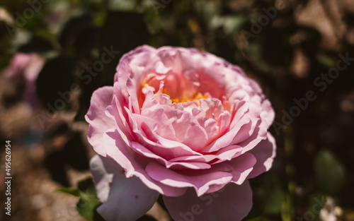 pink rose flower