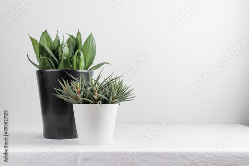 Fototapeta Naklejka Na Ścianę i Meble -  Growing houseplant in a flowerpot  on a white background