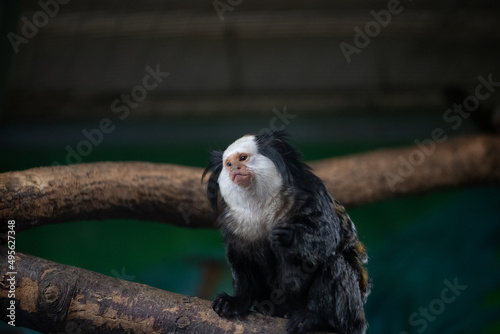 Closeup shot of a white-headed marmoset sitting on a tree branch on the blurry background photo