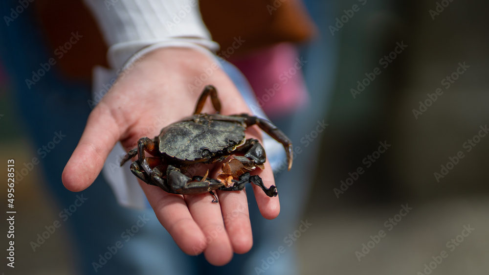 caranguejo mão caranguejo mão