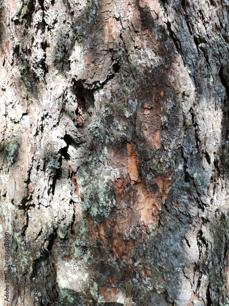the texture of the bark of a large pine tree in the sun's glare the texture of the bark of a large pine tree in the sun's glare
