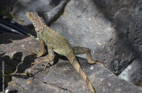 Green and Brown Iguana Crawling on a Large Rock