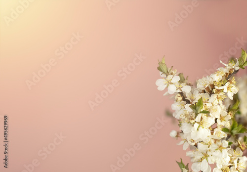 White flowers on aunts and pink spring background with copy space. Spring card for holiday and congratulations. Mother's day, birthday.