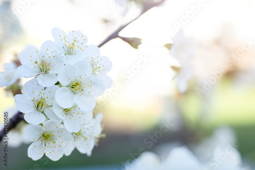 A bunch of white flowers on a tree branch with copy space. Spring concept. Beautiful card for a holiday  Mother s Day  birthday .