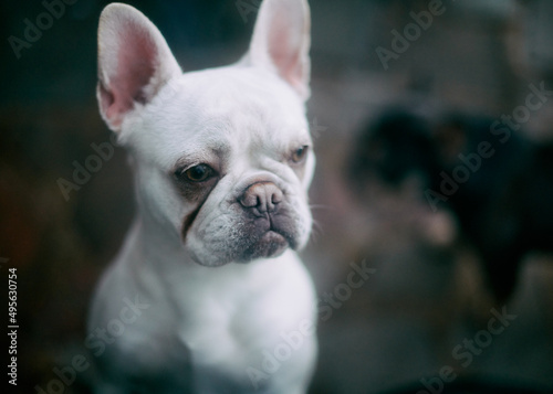 french bulldog puppy © Avel