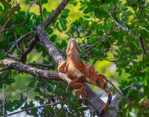 Common iguana on a tree branch photo