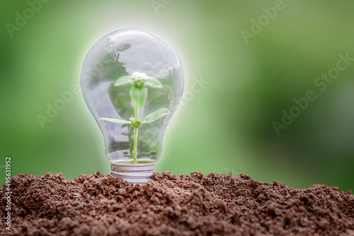 Plant growing on the soil in a light bulb. idea or energy and environment concept