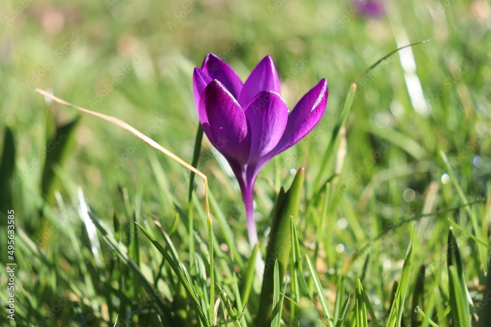 closeup of purple crocus flower closeup of purple crocus flower