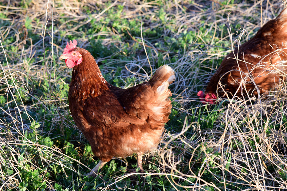 Fototapeta premium Free range egg Layer chickens