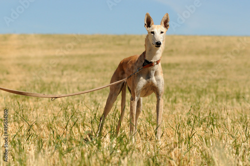 Perro en protectora de animales