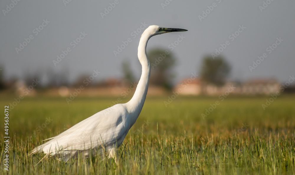 Great egret (Ardea alba) looking for fish in a marshy environment Great egret (Ardea alba) looking for fish in a marshy environment