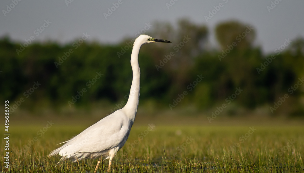 Great egret (Ardea alba) looking for fish in a marshy environment Great egret (Ardea alba) looking for fish in a marshy environment