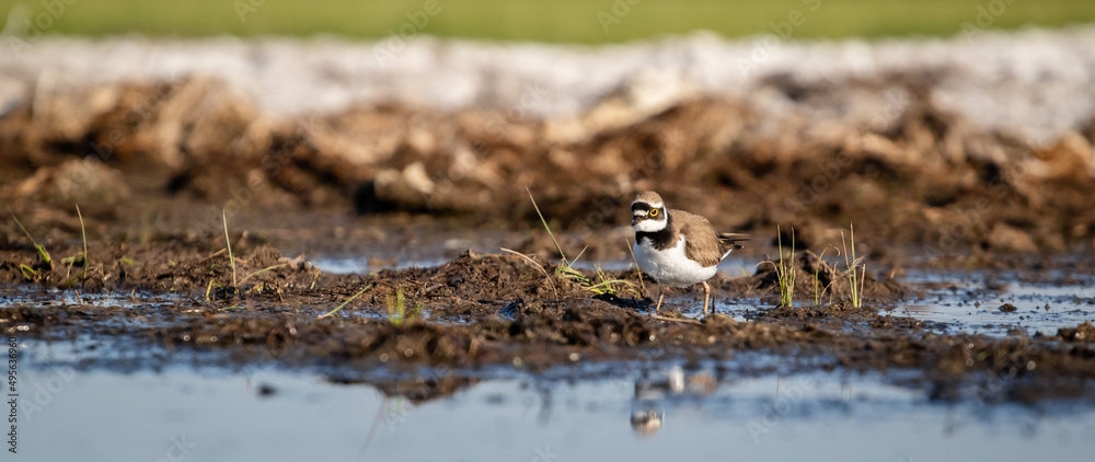 Little ringed plover (Charadrius dubius) in a marshy environment Little ringed plover (Charadrius dubius) in a marshy environment