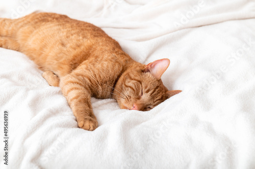 Cute ginger cat sleeps on bed with white fluffy blanket © manuta