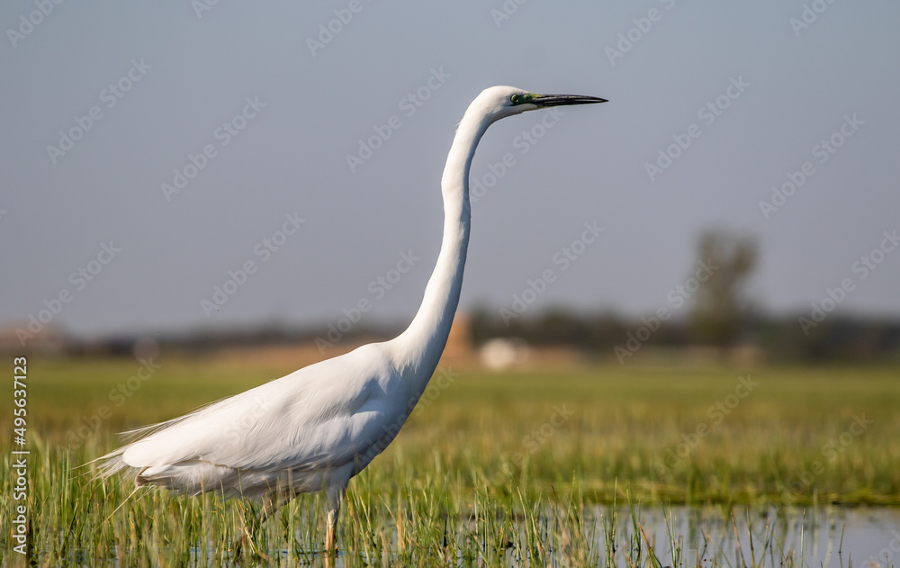 Great egret (Ardea alba) looking for fish in a marshy environment Great egret (Ardea alba) looking for fish in a marshy environment