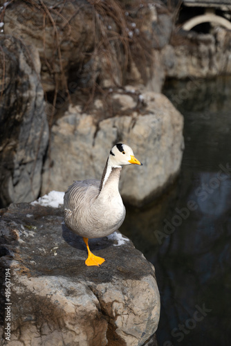 Duck bar-headed goose resting on the rocks on the shore